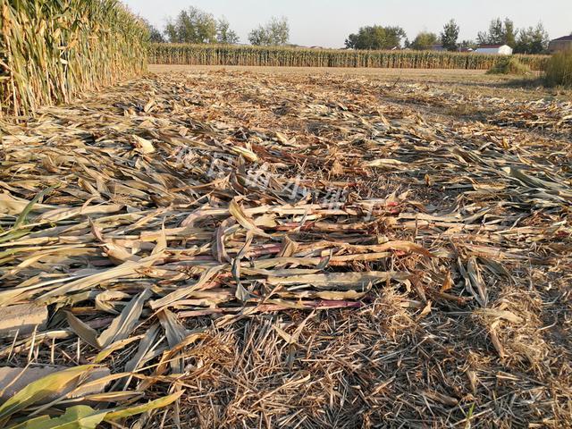 玉米秸秆还田有人赞成有人不赞成你支持谁