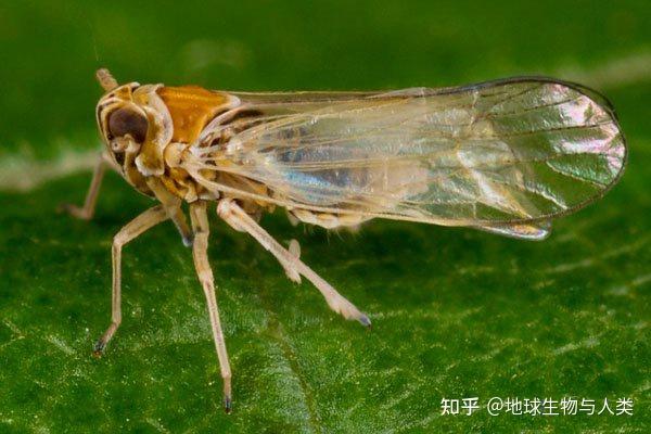 【动物界全系列】稻虱科—凹距飞虱族(三):鼓面飞虱 - 知乎