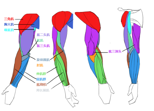 归纳出这五个足够绘画应用的方便记忆的肌肉体块三角肌浅蓝色标注部分