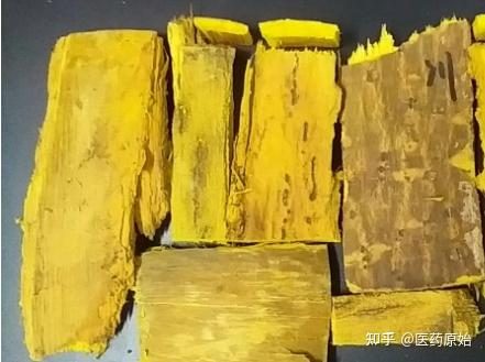 带你识别黄柏 - 知乎