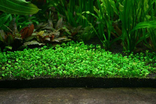 5种最佳的弱光水族馆植物 阴性水草 知乎 5种最佳的弱光水族馆植物 阴性水草 知乎