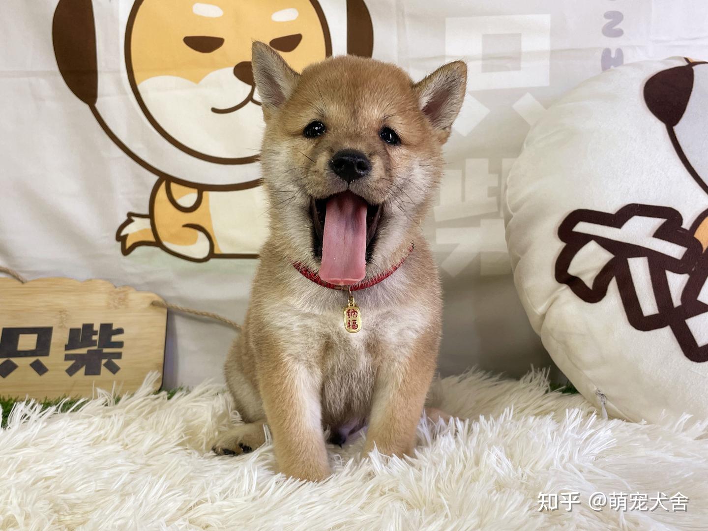 黑柴犬和赤柴犬价格哪个贵？黑柴和赤柴有哪些区别？ - 知乎