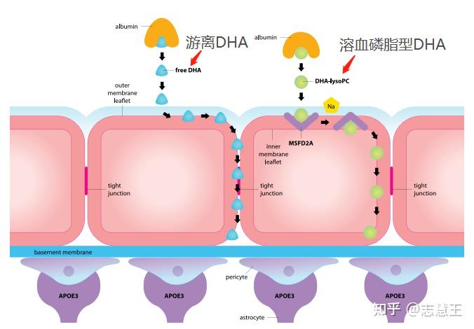 志慧王讓寶寶更容易吸收的卵磷脂型dha