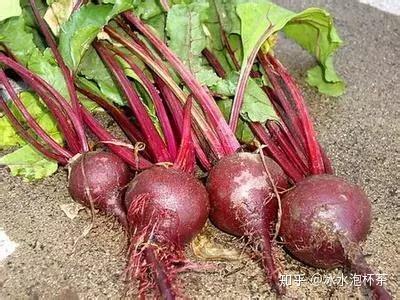 吃甜菜根可以提高有氧运动能力?真的是这样吗?