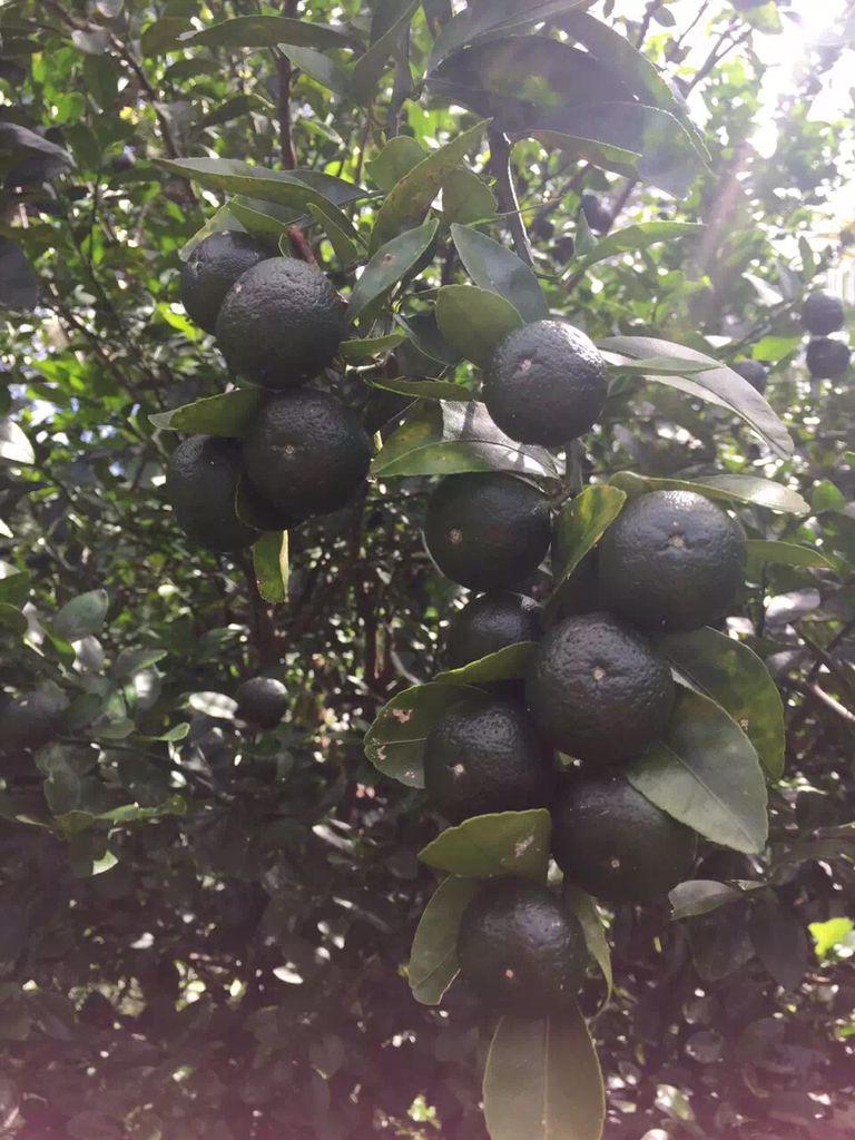 去美国塞班生孩子有没有可行性?