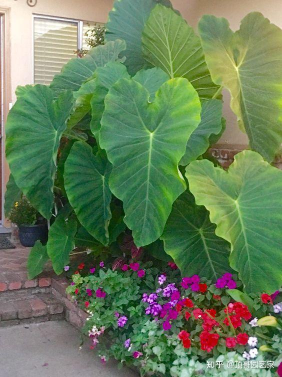 花园光照不好怎么办我建议可以考虑这6种耐阴植物好养又好看