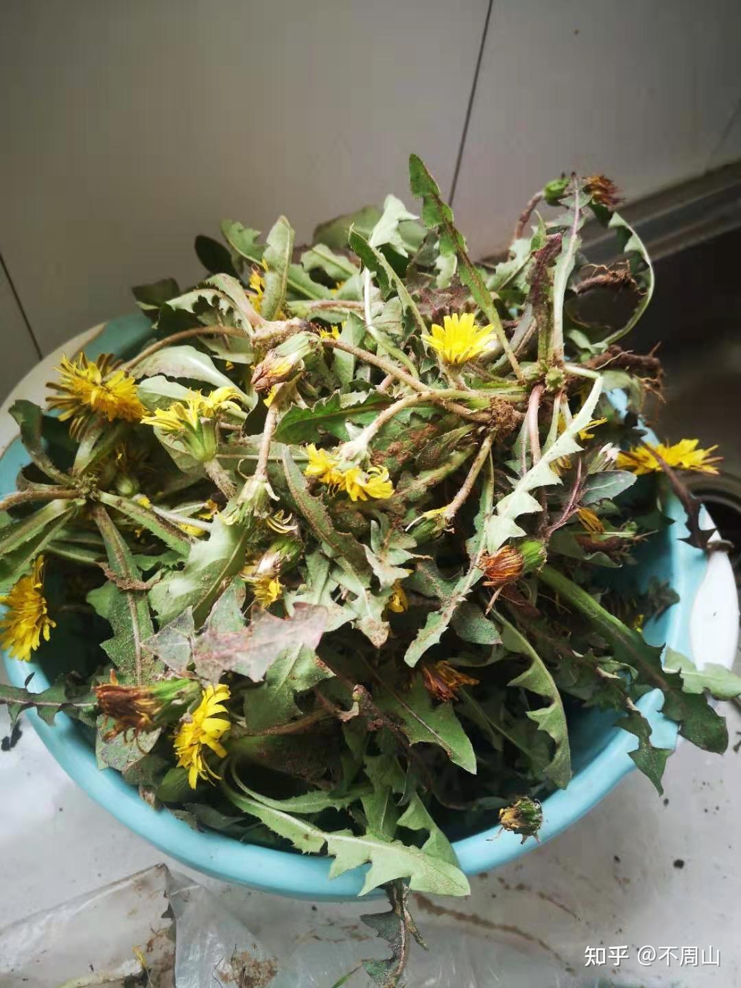 周末野外采摘蒲公英