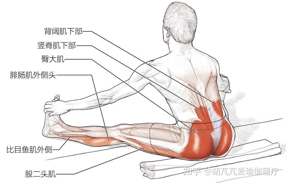 春眠不觉晓,拉伸知多少之髋部拉伸运动下半部