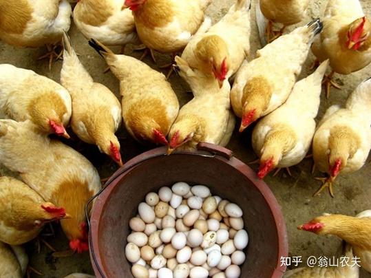 被评为“中华名鸡”,也叫古典三黄鸡,肉质鲜嫩,鸡味浓郁 - 知乎