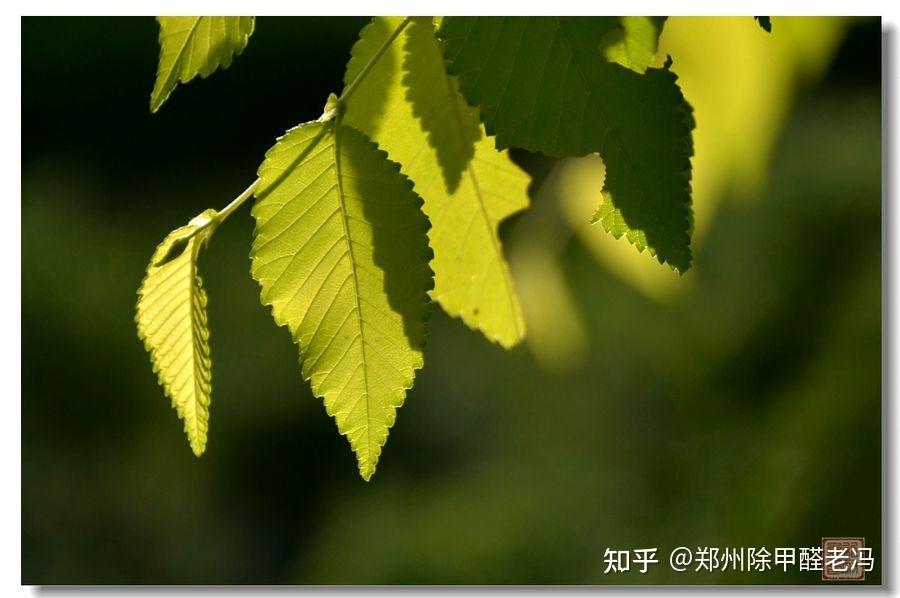 榆树的世界 - 知乎