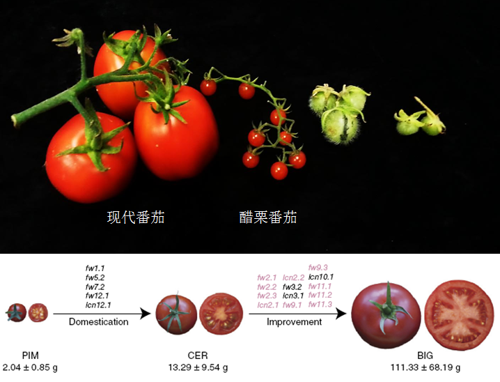 番茄往事5