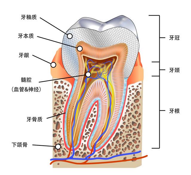 5mm厚的半透明乳白色的物质,像保护套一样守护着我们的牙齿