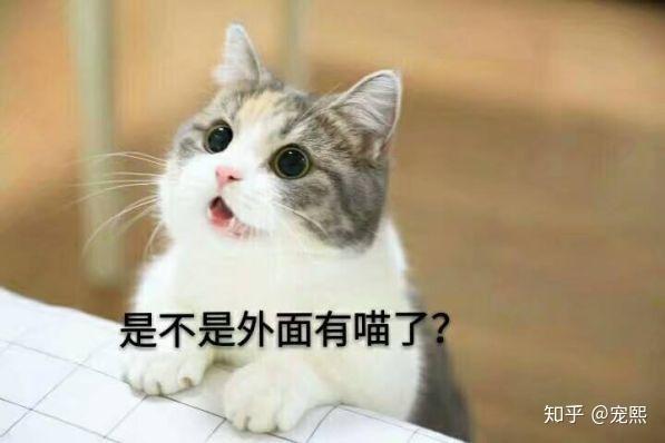 宠熙科普猫咪自发性膀胱炎治愈经验- 知乎