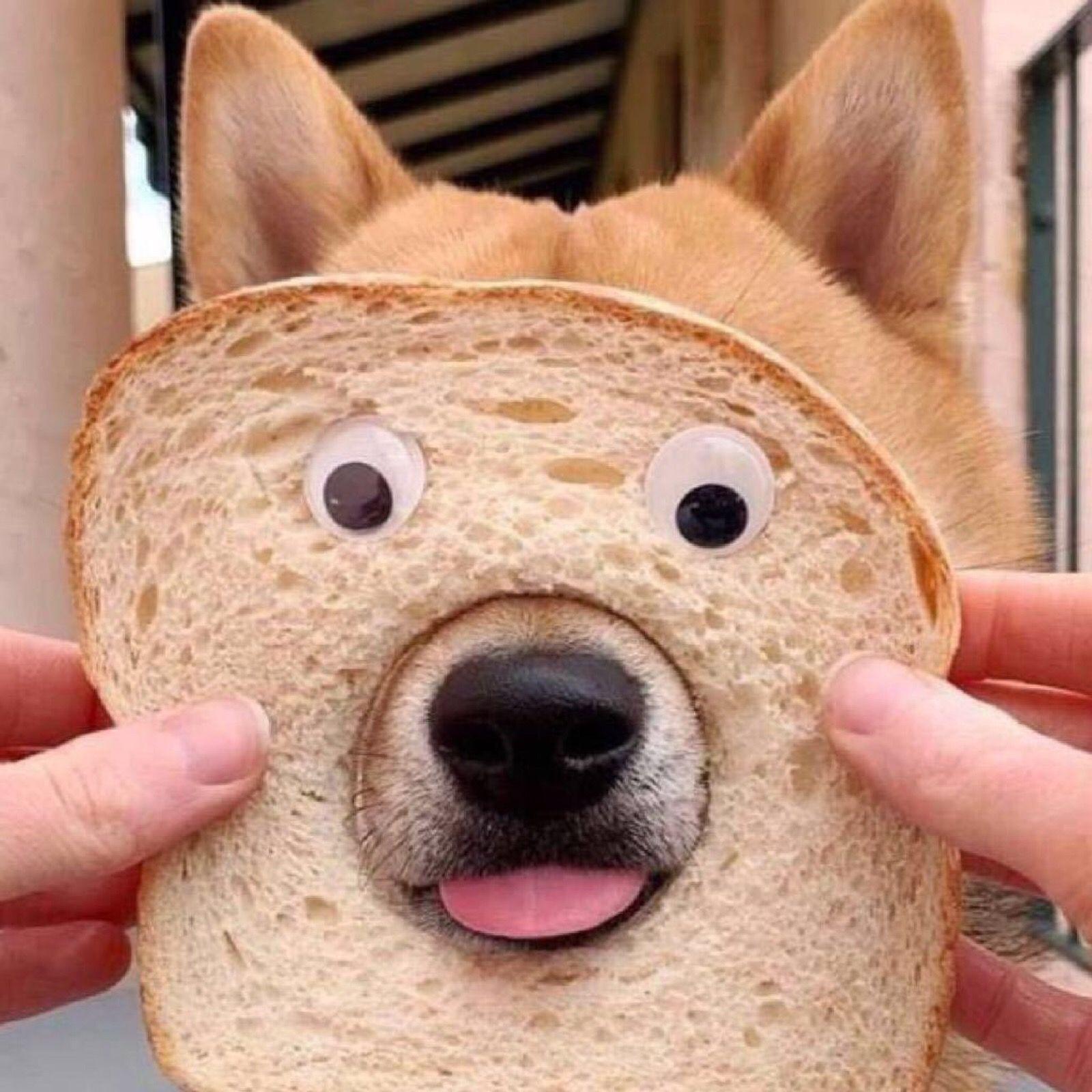 一片面包与狗脸 · 免费素材图片