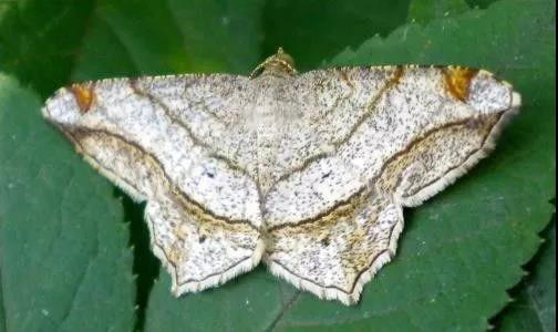 合欢巢蛾:主要危害合欢树,刚开始食叶片,后吐丝将叶枝连在一起成巢状