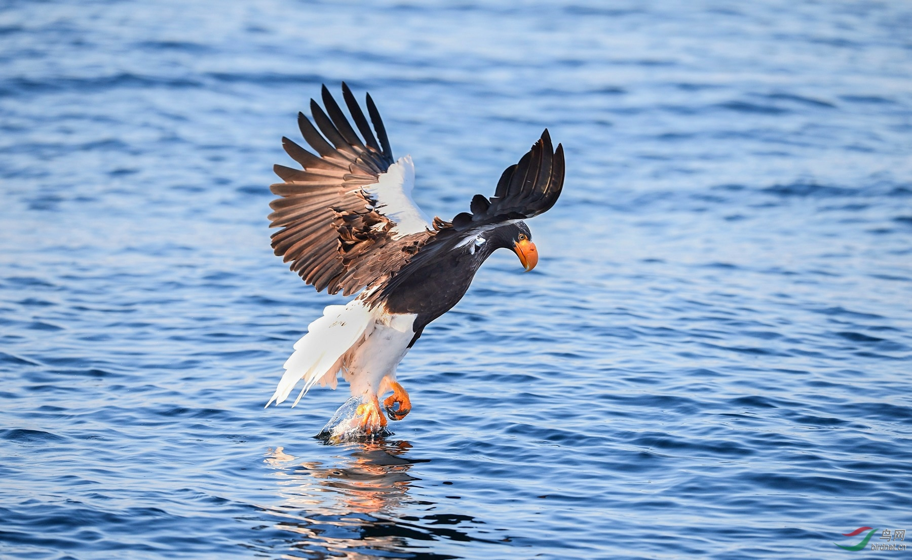 飞翔的猛虎虎头海雕