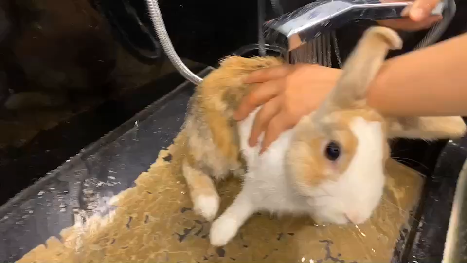 如何正确给兔子洗澡?