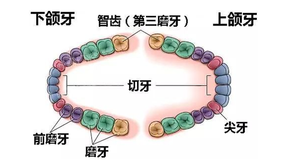 牙齿矫正、种植/方案价格参考 - 知乎