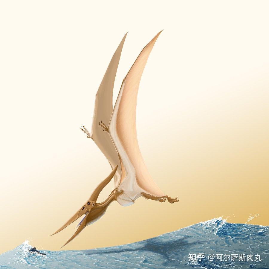 名思义的,与那些生存在三叠纪和侏罗纪的早期喙嘴龙亚目翼龙成员相比