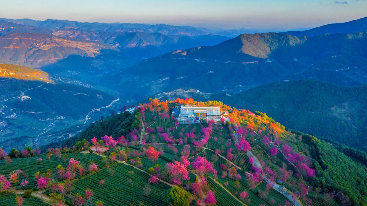 走进无量山樱花谷如同来到粉红世界