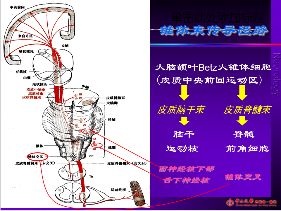 这些细胞的轴突组成下行的锥体束,其中下行至脊髓的纤维称为皮质 脊