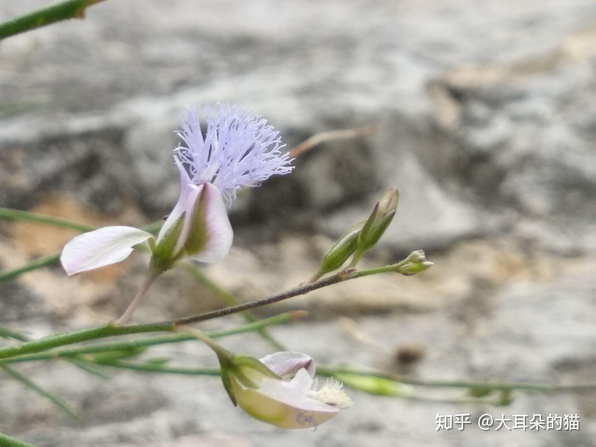 微距镜头下的远志花，花朵极小却有着异乎寻常的美丽