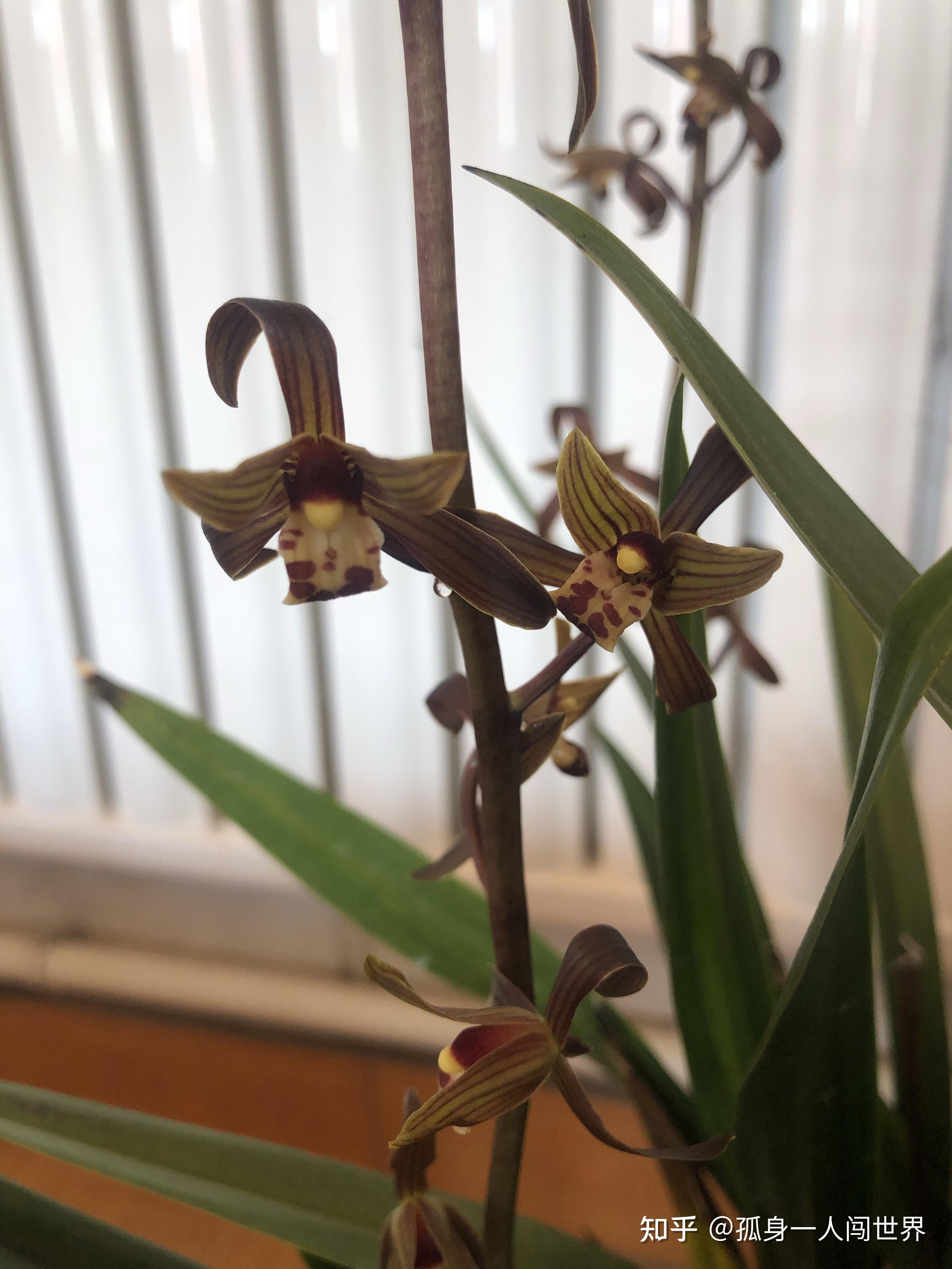 墨兰,企黑,开品欣赏