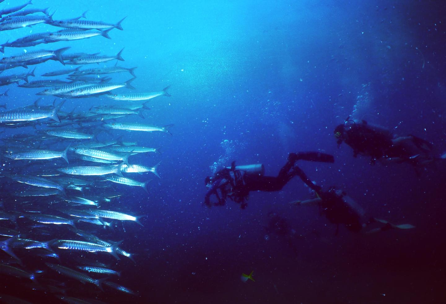 潜水常用英文单词 知乎