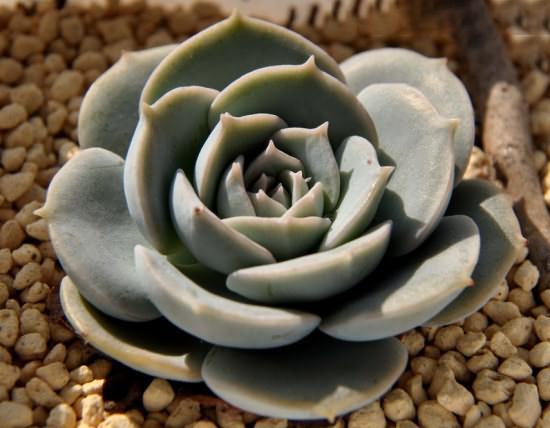 ten鲁氏石莲景天科石莲花属