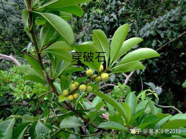 穿破石:可消瘤,可舒筋.在农村却被当成篱笆防盗! - 知乎