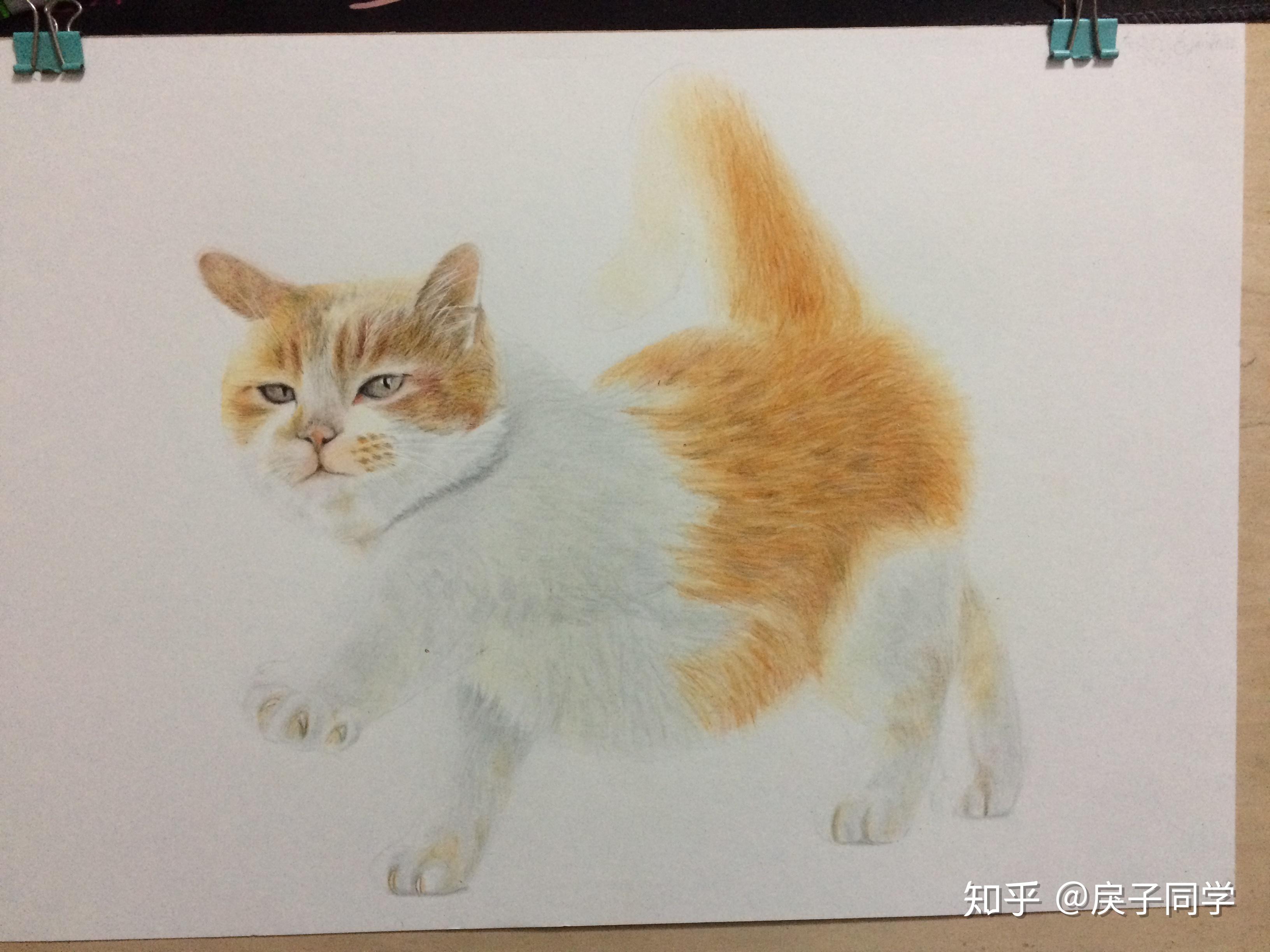 彩铅超写实白色黄色猫咪毛发技巧