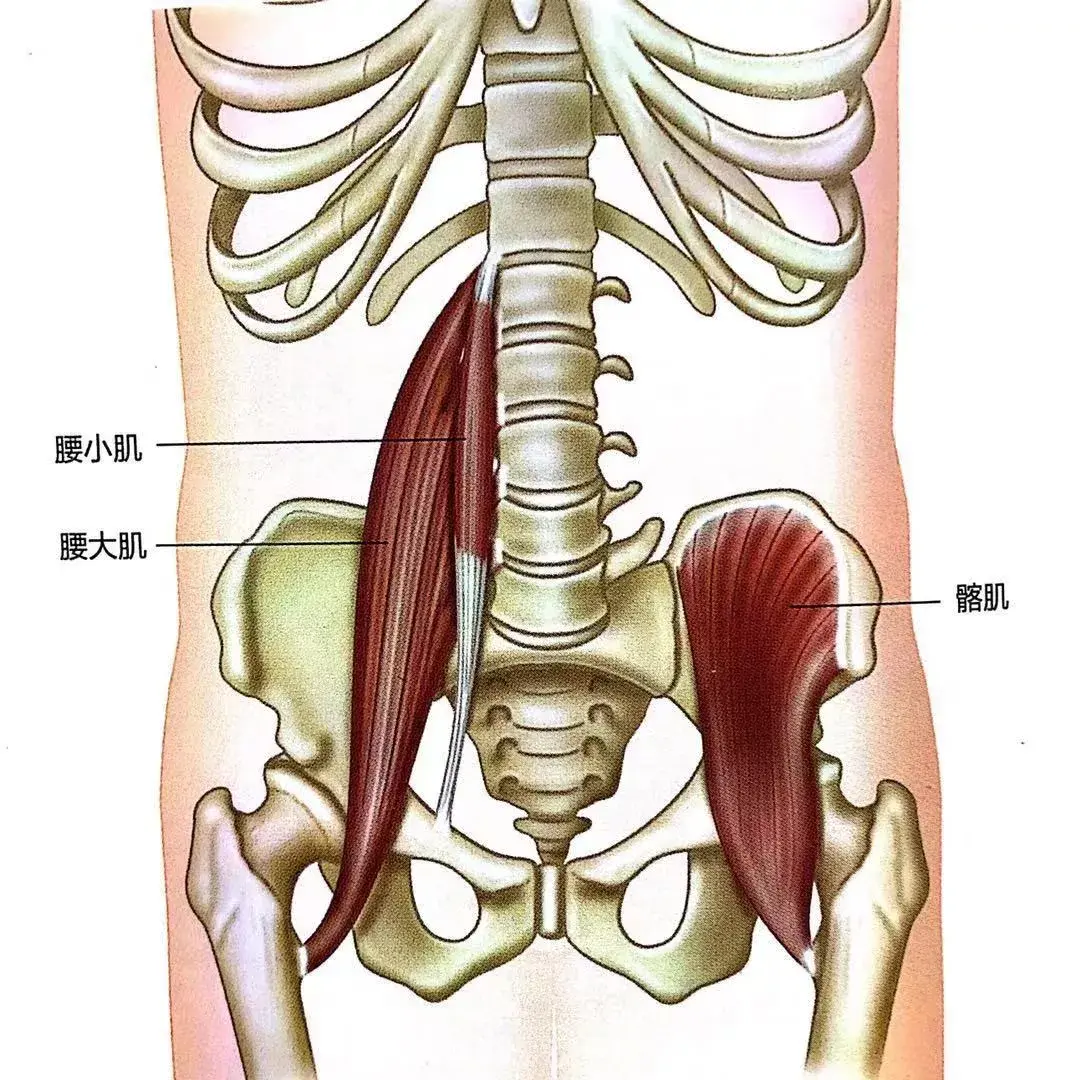 久坐腰背痛多跟這7組肌肉有關