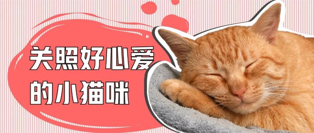 看起来很健康的猫竟猝死 9大致命原因一定要警惕 知乎