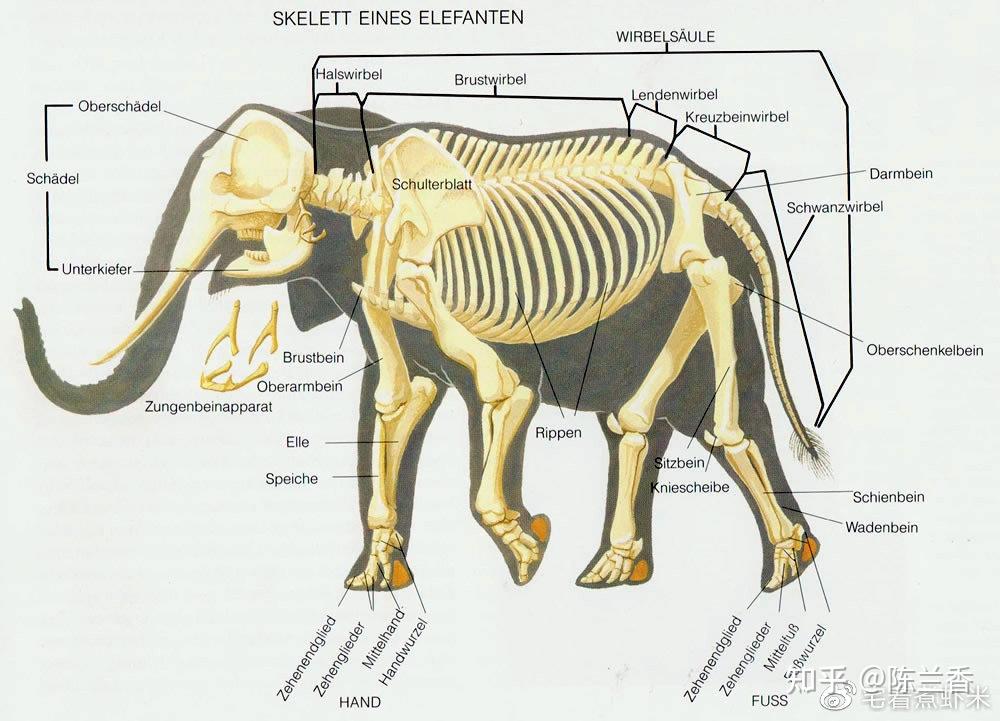 大象脚上的骨头和其他哺乳动物一样多,但骨骼之间的空隙更小