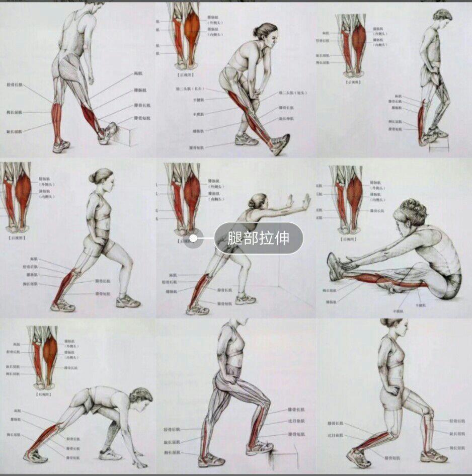 史上最全拉伸动作大合集 - 知乎