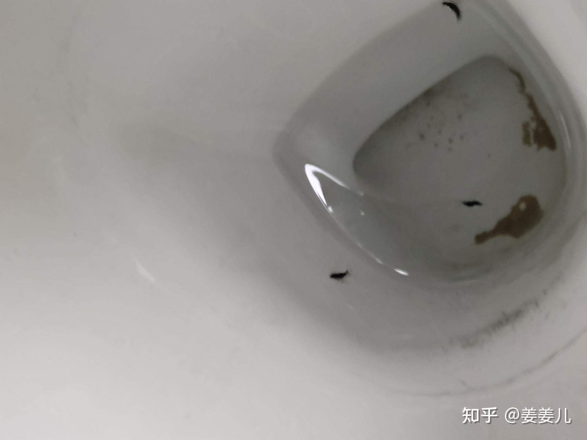 马桶里的虫子到底是什么