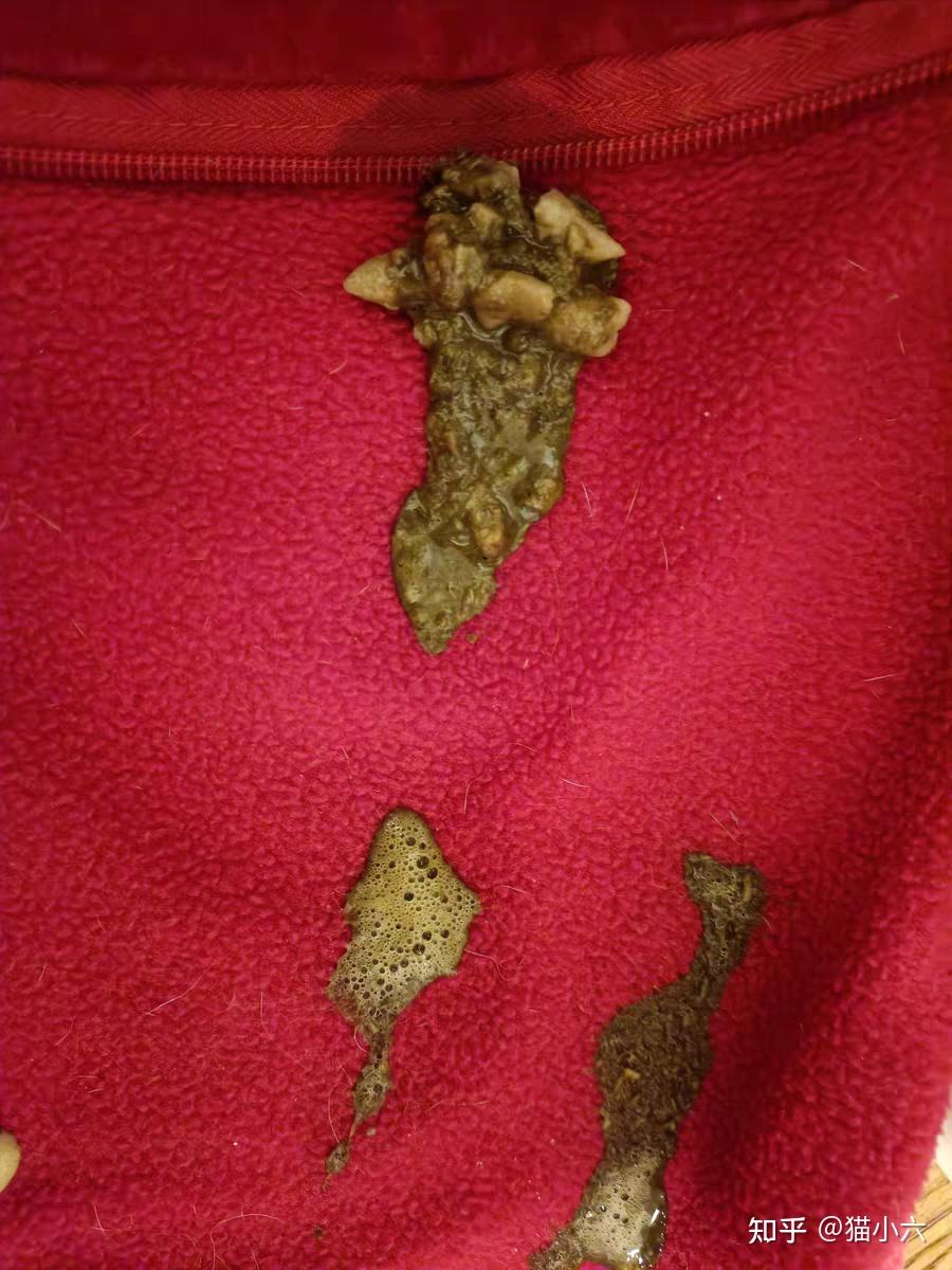 三,寄生虫症状:在猫咪呕吐物里可以看到白色透明的寄生虫原因:寄生虫