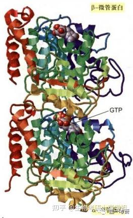 细胞生物学考研 思维导图带背之 细胞骨架——微管、中间丝 - 知乎