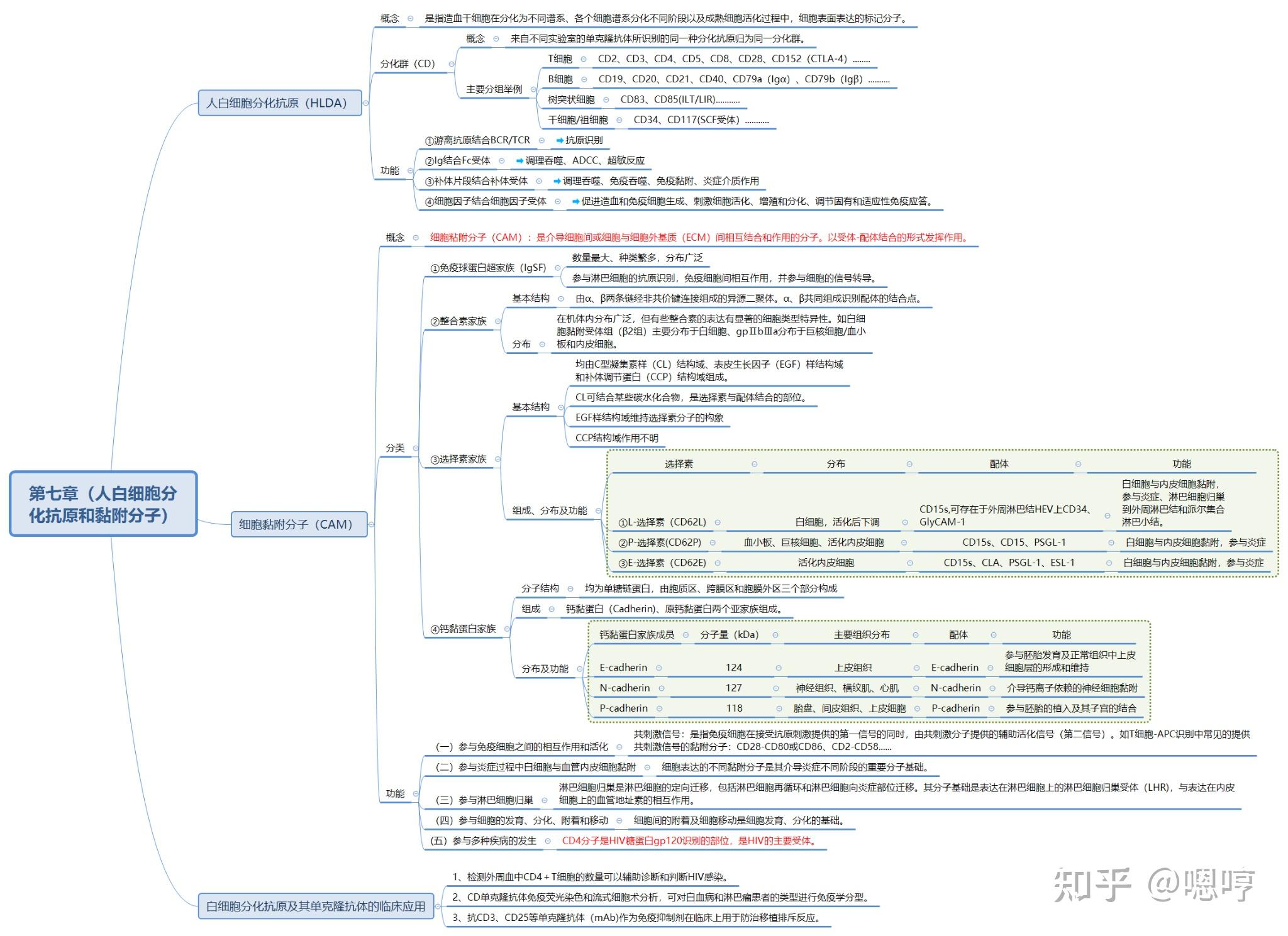 醫學免疫學思維導圖(七)白細胞分化抗原和黏附分子 - 知乎