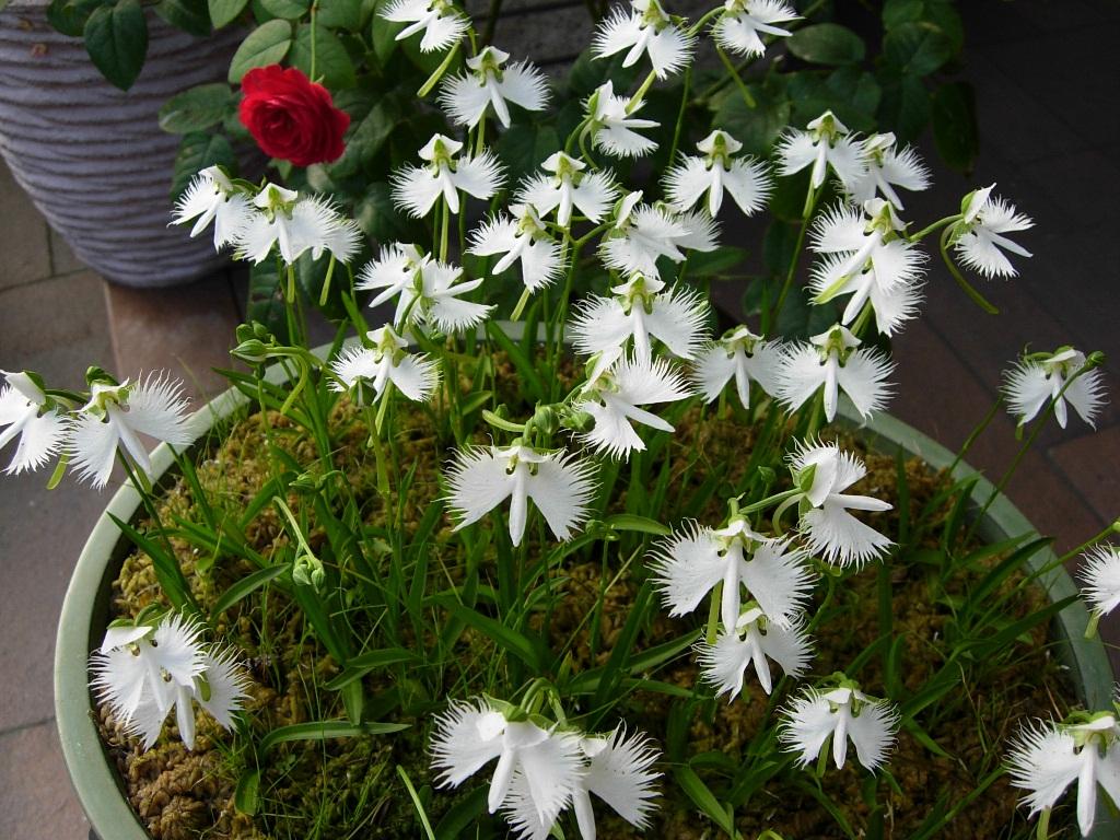 夢でもあなたを想う 鹭草 球根植物 知乎