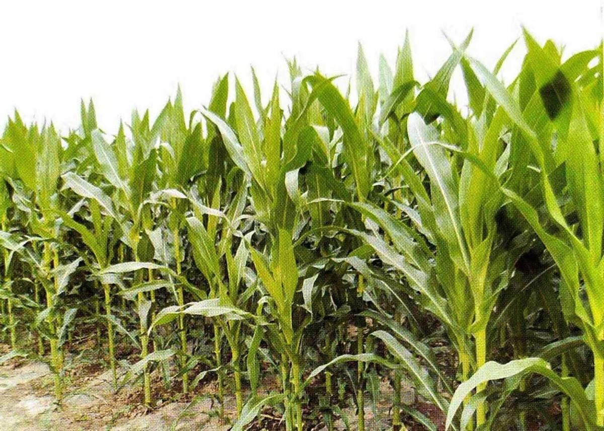 玉米肥培管理要诀 - 农牧世界