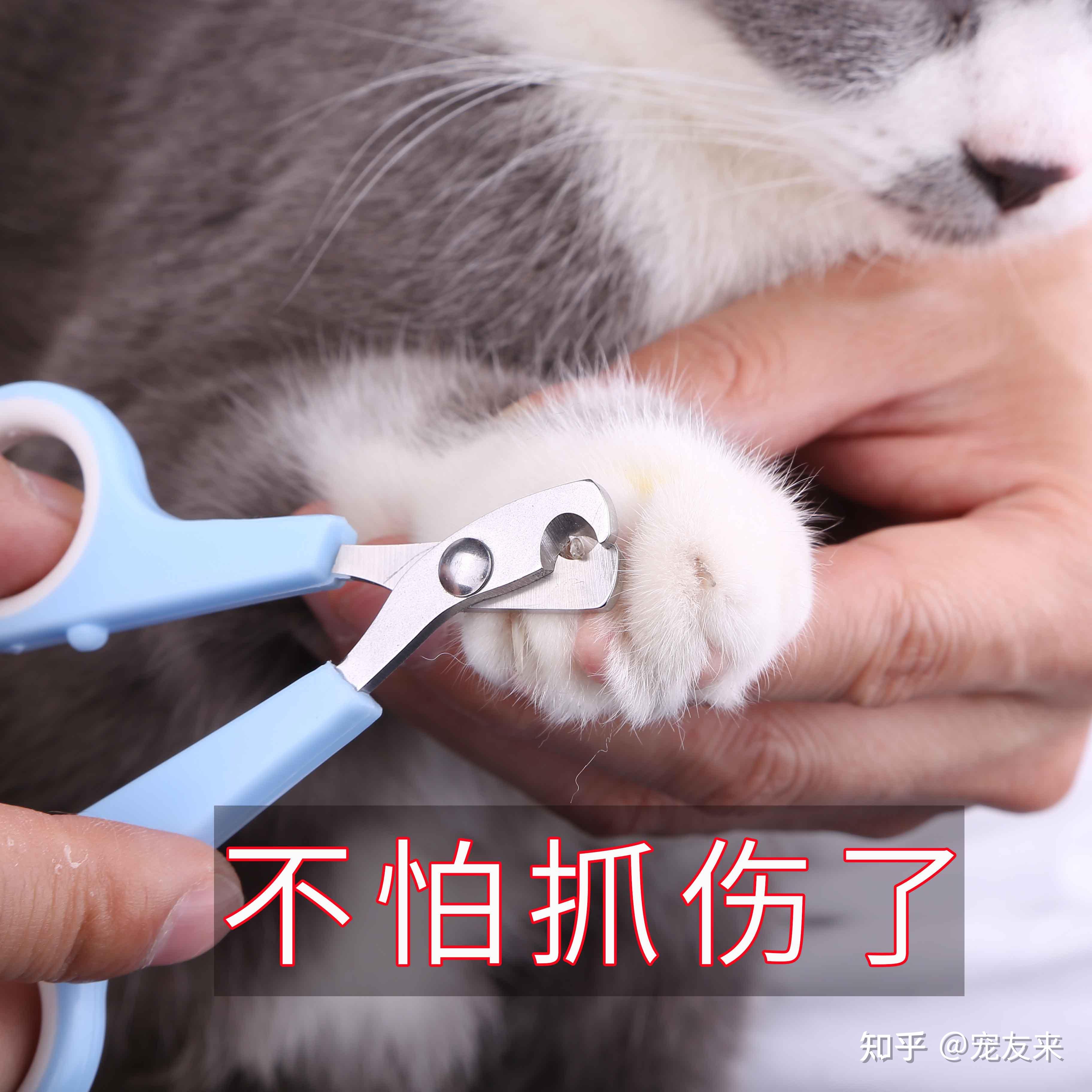 一篇教你，怎么给猫咪正确的剪指甲！ - 知乎