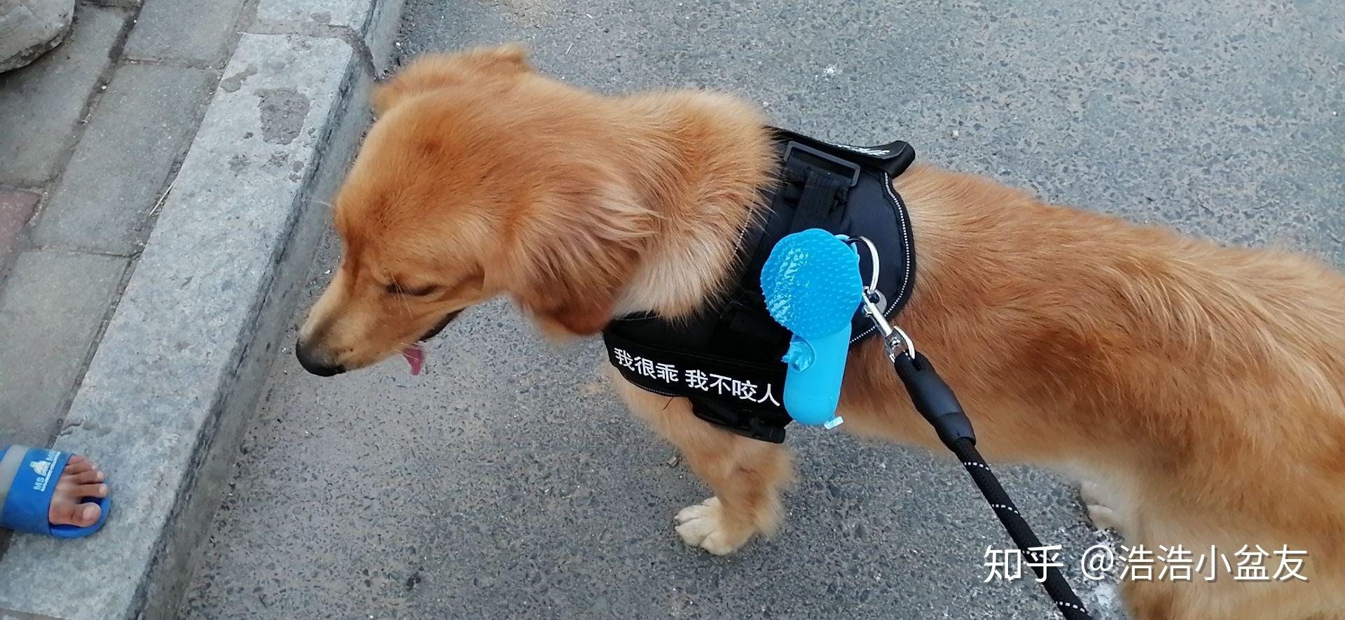 狗狗把我上了怎么办