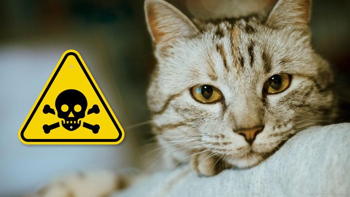 猫用消毒剂大全 如何为猫咪选择消毒液 知乎 猫用消毒剂大全 如何为猫咪选择消毒液 知乎