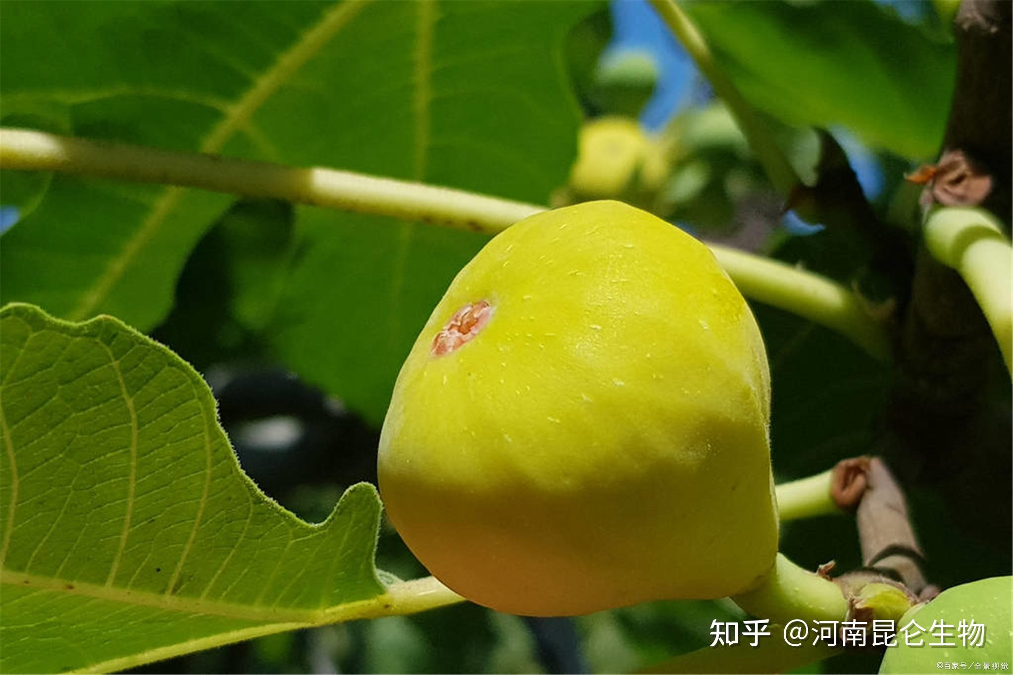 無花果保花保果底肥用什麼肥料好無花果保花保果打什麼葉面肥