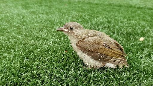怎么饲养没退黄嘴的小麻雀
