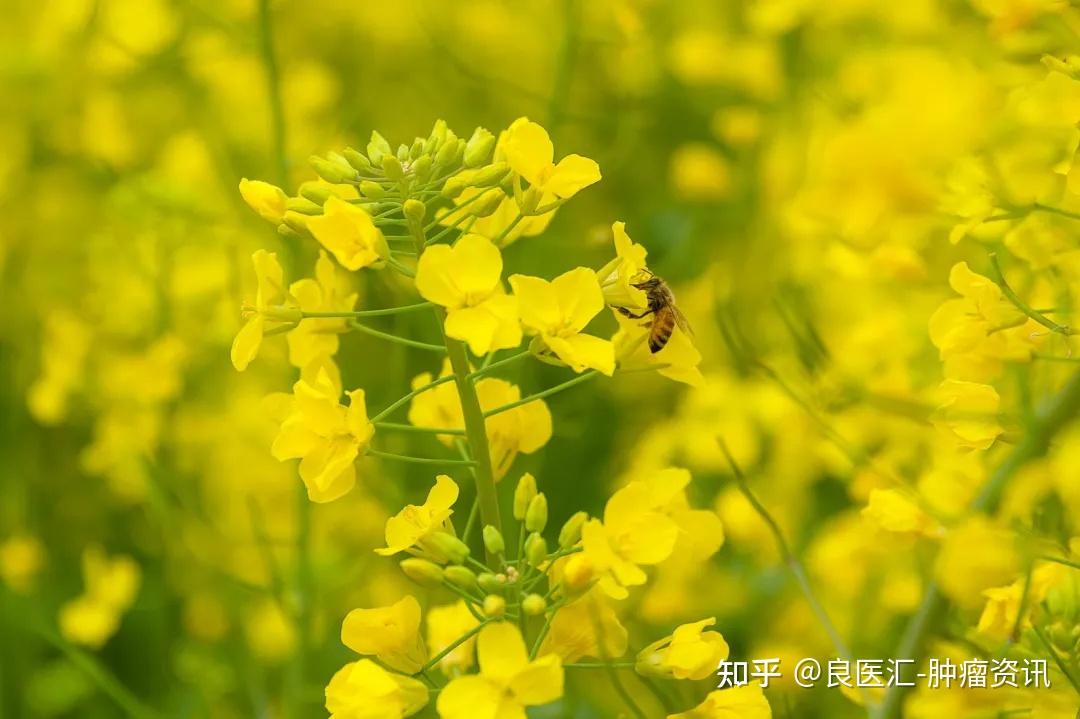 抗癌潜力股——揭开十字花科的神秘面纱! - 知乎