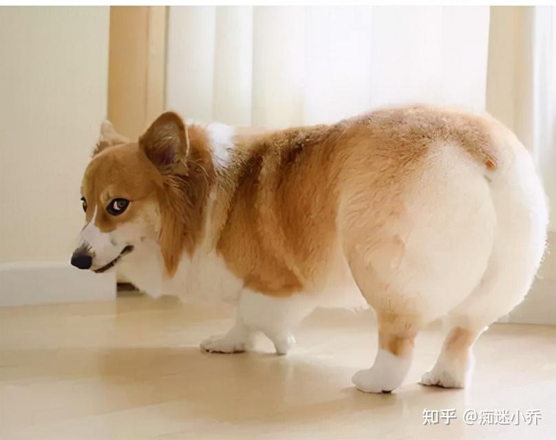 但是饲养柯基要非常注意,因为柯基腿短,易胖,容易挤压脊椎和关