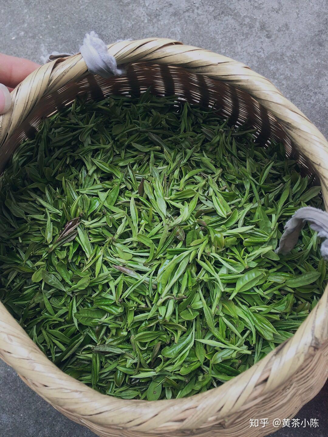 霍山黃芽屬於什麼茶