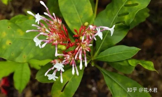 国家濒危珍稀保护植物蛇根木